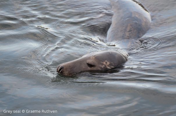 Grey seal © Graeme Ruthven